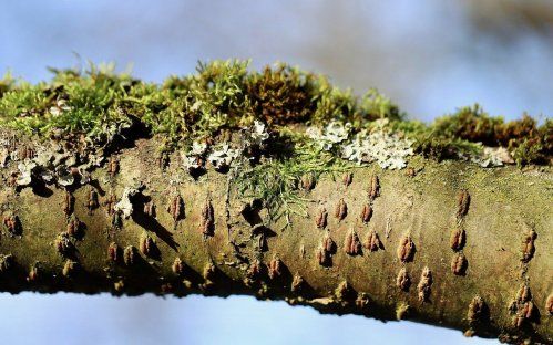 Fabricantes de descortezadoras en Extremadura